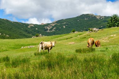 Yüksek dağ tarlalarında sessizce otlayan inekler, Guadarrama Madrid