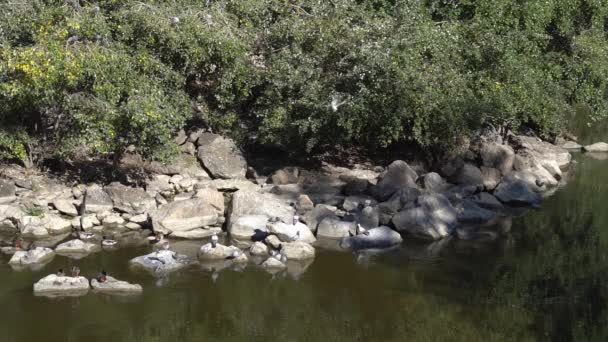 Gołębie Latające Nad Kamieniami Brzegów Rzeki Tagus Toledo Hiszpanii — Wideo stockowe