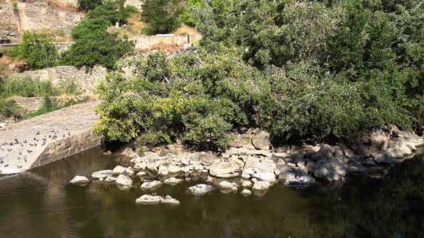 스페인 톨레도 강기슭의 비둘기들 — 비디오