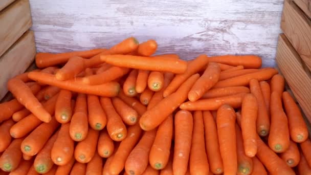 Muchas Zanahorias Que Caen Desde Arriba Recolección Del Producto Campo — Vídeo de stock