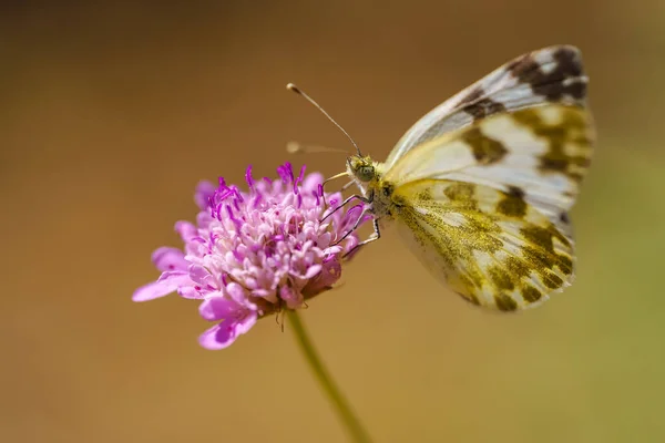 Small butterfly perched on a wild blue flower and taking the flower nectar, macro photo