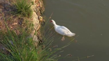 Duck gently biting a small duckling to jump into the river water