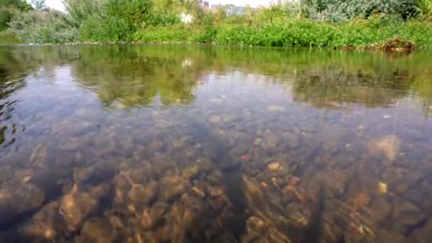 Small Stream Clear Transparent Water Passing Quickly Stones Bottom — Stockvideo