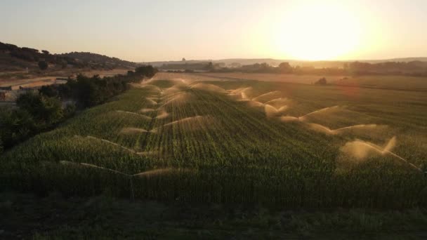 Water Sprinklers Watering Corn Crop Clear Day Sunset Sun Horizon — 图库视频影像