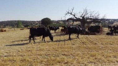 Herd of cows under a large leafless tree in a field harvested from cereals in summer