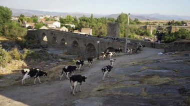 Cows crossing a medieval stone bridge at sunset on a sunny day, Puente Congosto, Salamanca