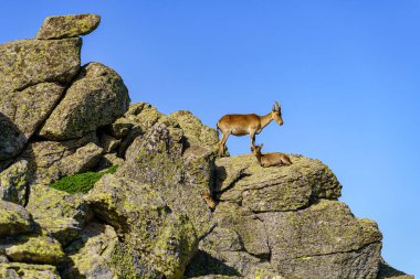 Hispanic mountain goats on large rocks stacked in the high mountain of the Sierra de Guadarrama, Madrid clipart