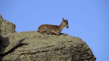 Little Hispanic goat resting on top of a large rock on a sunny day in the Sierra de Guadarrama, Spain