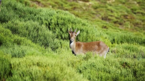 Hispanic Wild Goats Grazing Green Meadow Jumping Plants Slow Motion – stockvideo