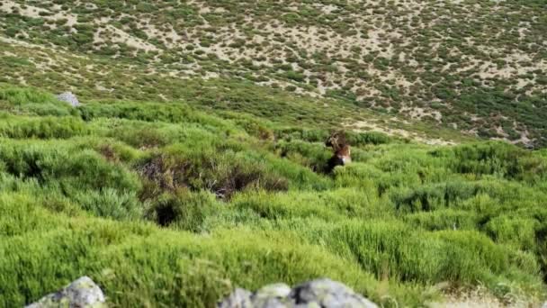 Green Meadow Thickets Wild Hispanic Goats Grazing Plants High Mountain — Vídeo de Stock