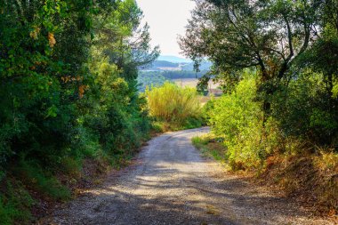 Dirt road in the forest and mountains in the background at sunset on a summer day