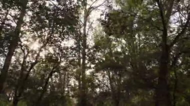 Güneşin dallarına girdiği uzun ağaçlar yaprakların üzerinde ışık saçıyor..