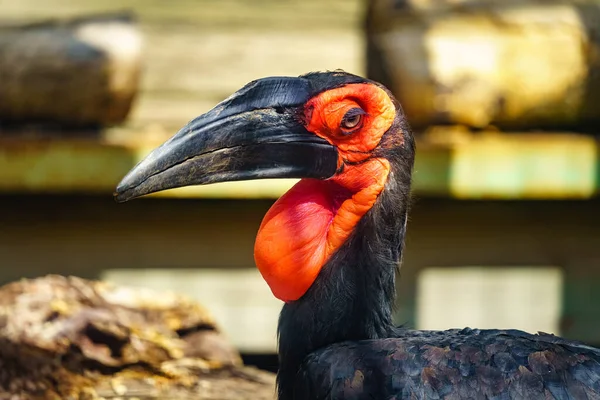 Großer Hörnchenvogel Mit Schwarzem Schnabel Und Rotem Gesicht Und Brustkorb — Stockfoto