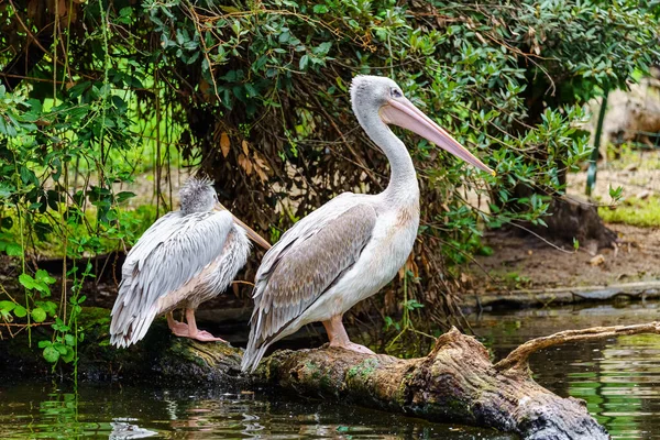Deux Pélicans Perchés Sur Une Bûche Dans Eau Lac Végétation — Photo