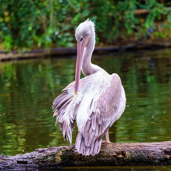 Pelikan Hockt Auf Einem Baumstamm See Und Fixiert Das Gefieder — Stockfoto