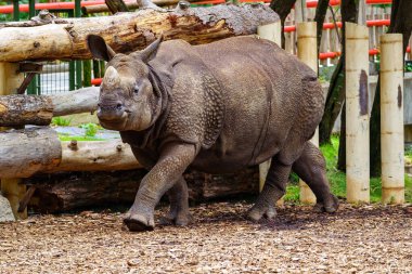 Kameraya doğru yürüyen küstah tavırlı Asyalı gergedanlar