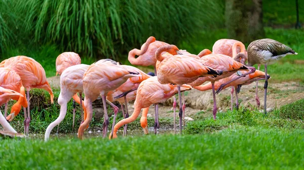 Grupa Różowy Flamingo Ptaków Żywieniu Jeziora — Zdjęcie stockowe