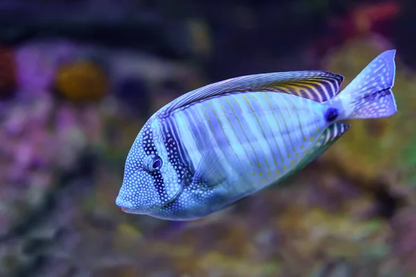 Τροπικά Ψάρια Ωραία Μπλε Χρώματα Και Ρίγες Στο Σώμα — Φωτογραφία Αρχείου
