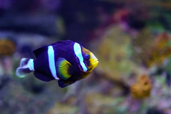 Clownfish Πολύχρωμα Χρώματα Κολύμπι Ήσυχα Μεταξύ Βράχων Και Κοραλλιών — Φωτογραφία Αρχείου