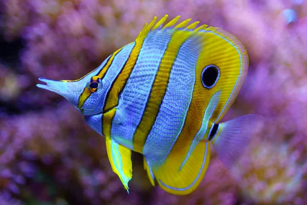 Színes Színű Trópusi Halak Csendesen Úsznak Korallok Között — Stock Fotó