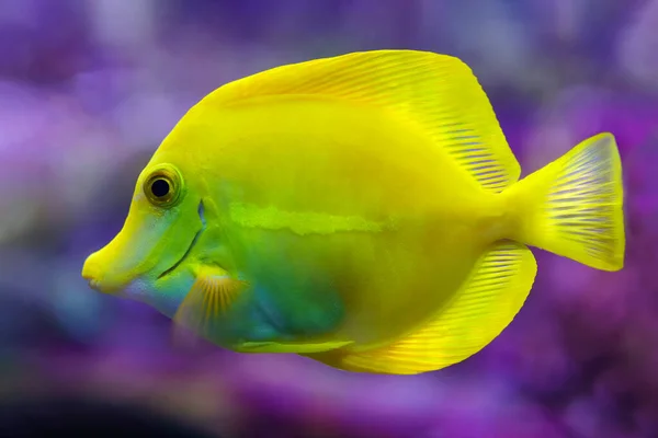 Peixe Tropical Colorido Cor Amarela Nadando Relaxado Aquário — Fotografia de Stock