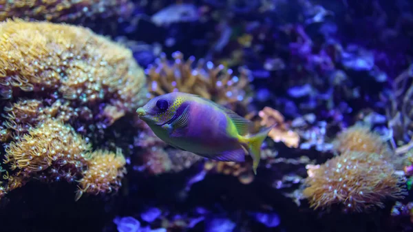 Tropiska Fiskar Färgglada Färger Simmar Tyst Bland Koraller — Stockfoto