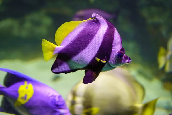 Όμορφα Τροπικά Ψάρια Πολύχρωμα Χρώματα Και Ρίγες Στο Σώμα — Φωτογραφία Αρχείου