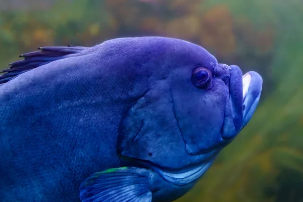 Grande Peixe Ameaçador Com Boca Aberta Nadando Longo Fundo Mar — Fotografia de Stock