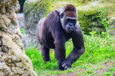 Afrikalı dişi goril otların arasında sessizce yürüyor.