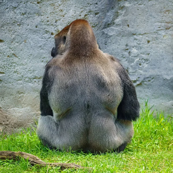 Gran Gorila Plateado Sentado Hierba Espalda — Foto de Stock