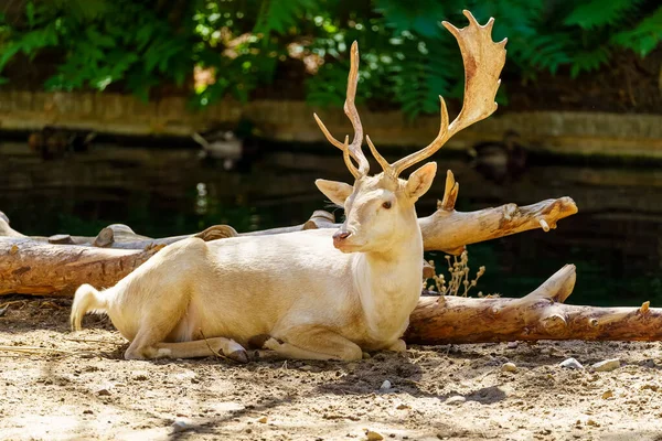 一头雄性大白鹿 一只大鹿角躺在地上休息 — 图库照片