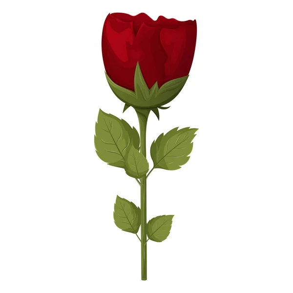 Schöne Rote Rose Mit Blütenblättern Und Blättern Vektorillustration Elemente Und — Stockvektor