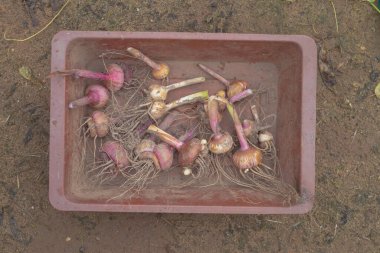 Kışın depolamak için sonbaharda kökleri topraktan çıkarılmış gladyatör çiçeği soğanları..