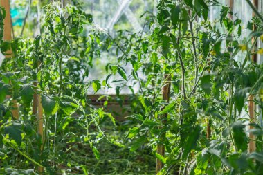 Seradaki toprak, sebze yetiştirirken toprağın nemini korumak için kesilmiş bitkiler ve otlarla kaplıdır..