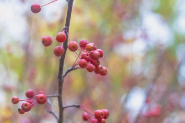 Sonbaharda yaprakları dökülmüş bir ağacın üzerinde vahşi bir elma ağacının kırmızı küçük meyveleri..