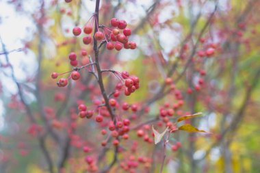 Sonbaharda yaprakları dökülmüş bir ağacın üzerinde vahşi bir elma ağacının kırmızı küçük meyveleri..
