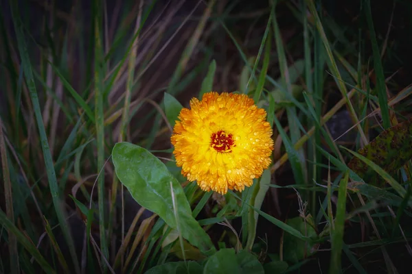 Fiore Calendula Bagnato Arancione Gocce Acqua Uno Sfondo Fogliame Verde — Foto Stock