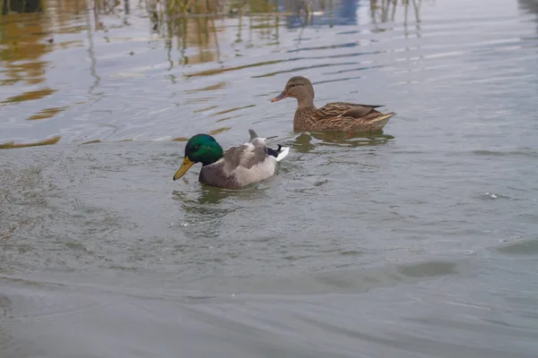 Ente Und Erpel Wilde Wasservögel Schwimmen Einem Bewölkten Tag Auf — Stockfoto