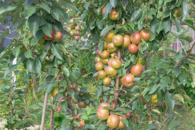 Elmalar bir sütun elma ağacında olgunlaşır, birçok elma ağacın dallarında kırmızıya döner..
