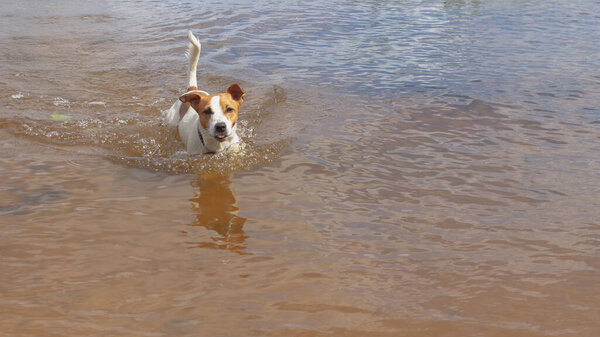 A small Jack Russell dog swims and runs on the water in a river or lake.