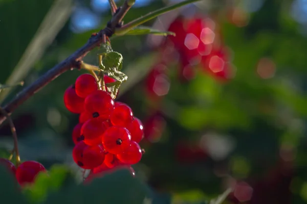 Red Currant Berries Grow Close Bush Garden Summer — Stock Photo, Image