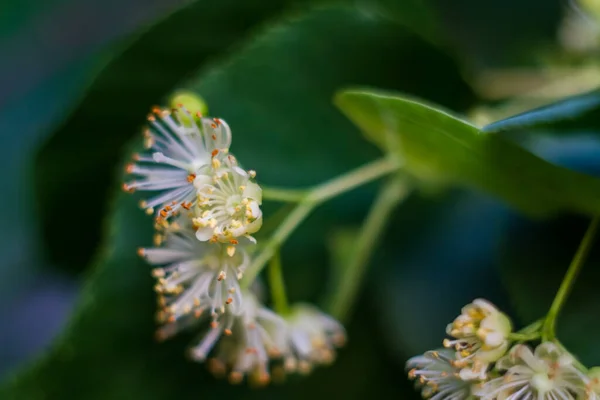 Makroblüte Der Linden Gelbe Duftende Heilblumen Der Lima Dunkelgrünem Laub — Stockfoto