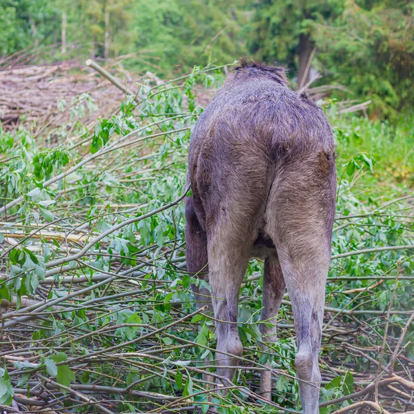 Alce Selvagem Come Folhas Casca Árvores Reserva Uma Área Protegida — Fotografia de Stock