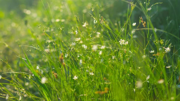 緑の上に太陽の光とハイライトと晴れた夜に緑の草と白い花を持つ夏の牧草地 — ストック写真