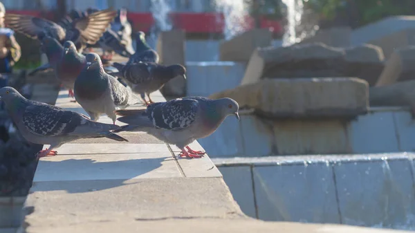 City Birds Pigeons Walk Park Fountain Sidewalk — Stock Photo, Image