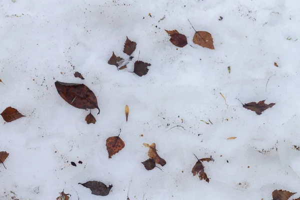 Πεσμένα Καφέ Φύλλα Κείτονται Στο Χιόνι Την Άνοιξη — Φωτογραφία Αρχείου
