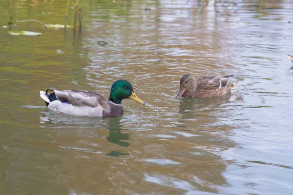 Anka Och Drake Vilda Vattenfåglar Simmar Floden Molnig Dag — Stockfoto