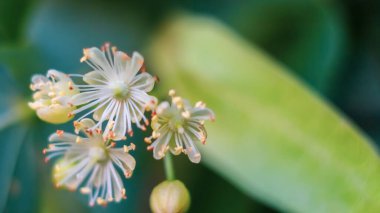 Macro flowering of lime trees, yellow fragrant medicinal flowers of lime in dark green foliage close-up clipart