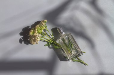Bir şişe parfüm ya da bitkisel yağ, gri bir arka plandaki şifalı bitki kabuğunun çiçeklerinden.