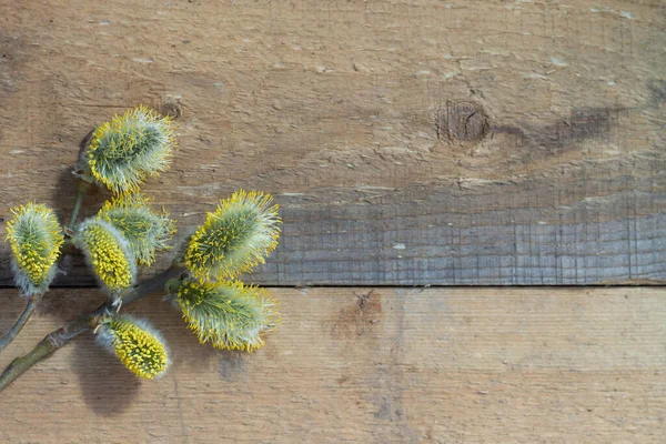 Κλαδιά Ανθισμένης Ιτιάς Κίτρινα Αφράτα Λουλούδια Ξύλινο Φόντο — Φωτογραφία Αρχείου